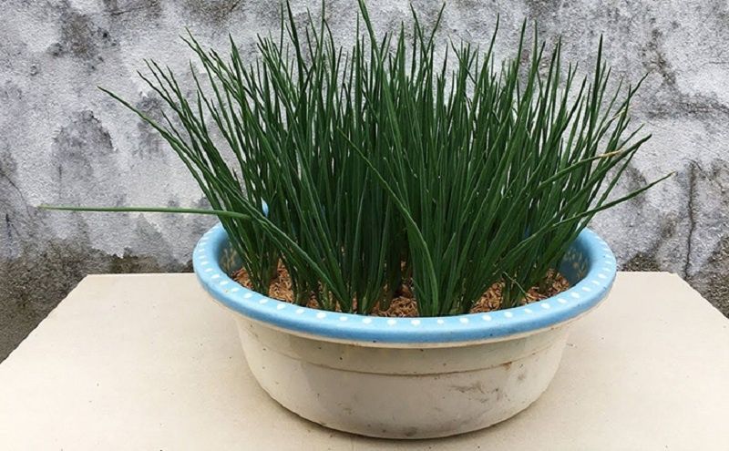 Как за две недели вырастить свежий зеленый лук на подоконнике: простые советы