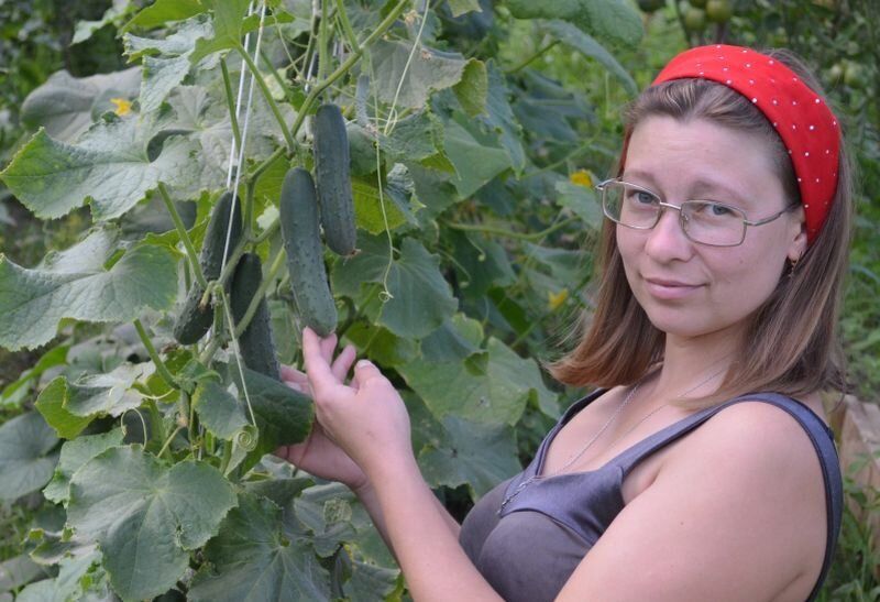 Огурцы без шрамов: Краткое руководство по лучшим гладкоплодным гибридам