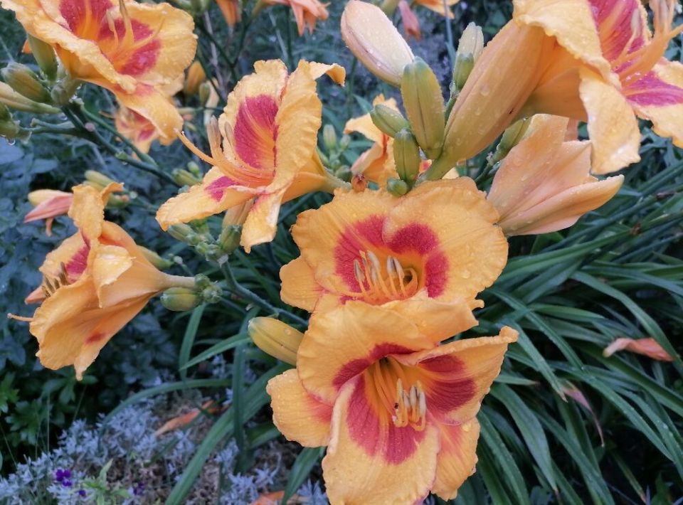 Лилейники: секреты ухода и разнообразие для вашего сада