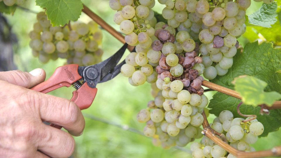 «Продукция прошлого года»: о чем говорит стоимость вина до 100 рублей