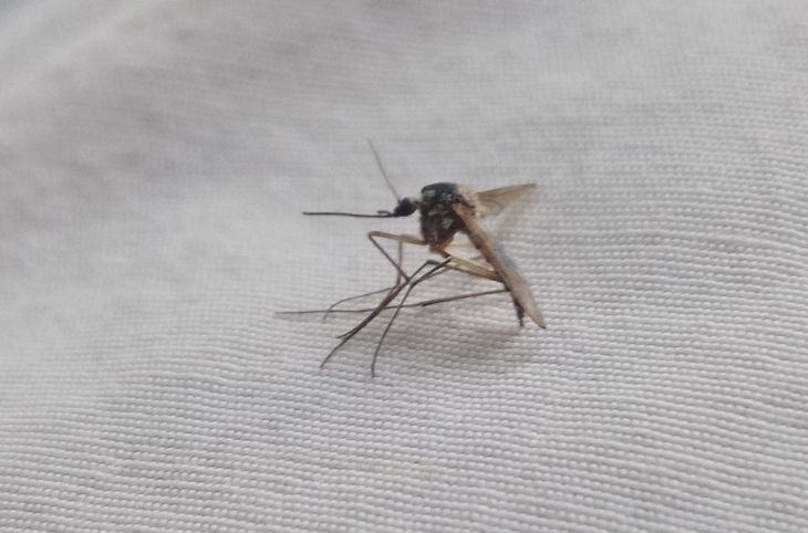 Как прогнать комаров с участка: исчезнут раз и навсегда