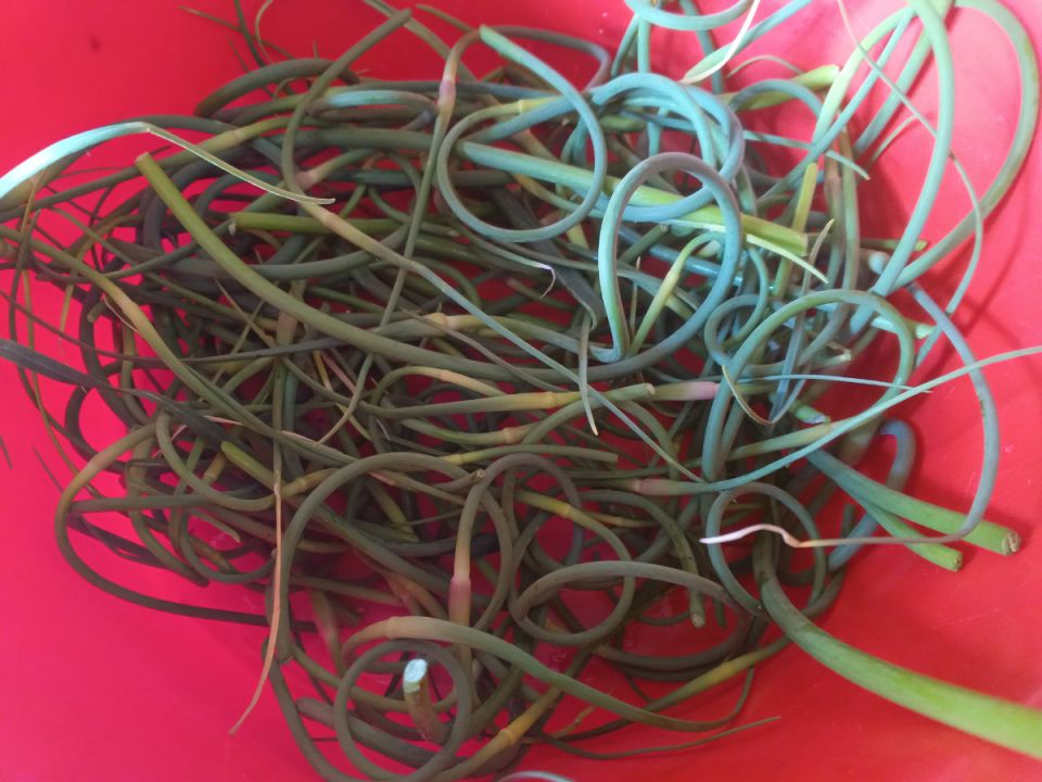 Чесночные стрелки: удивительно вкусный деликатес и история выживания