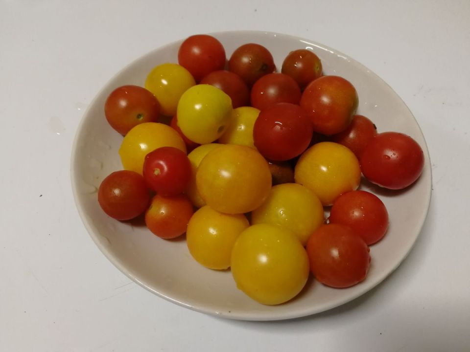 Мини-томаты: секреты успешного выращивания и лучшие сорта для вашего огорода