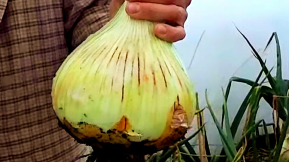 Как вырастить арбузоподобный лук за один сезон: современные методы садоводства