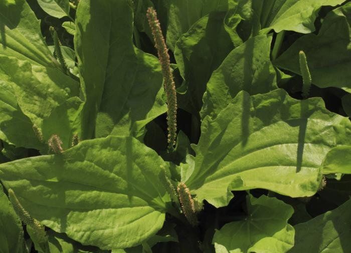 Подорожник: забытая сокровищница здоровья, доступная каждому