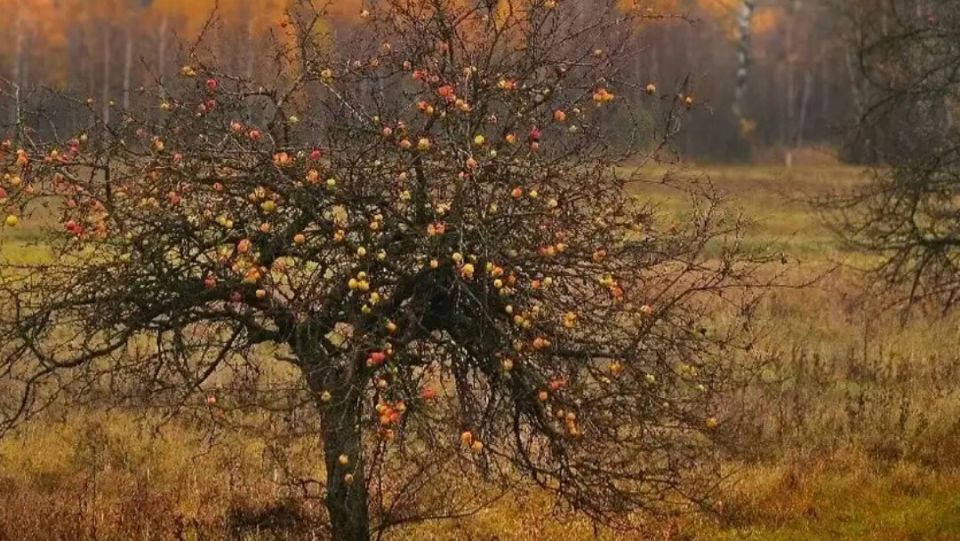 Когда и как правильно обрезать сад: советы экспертов