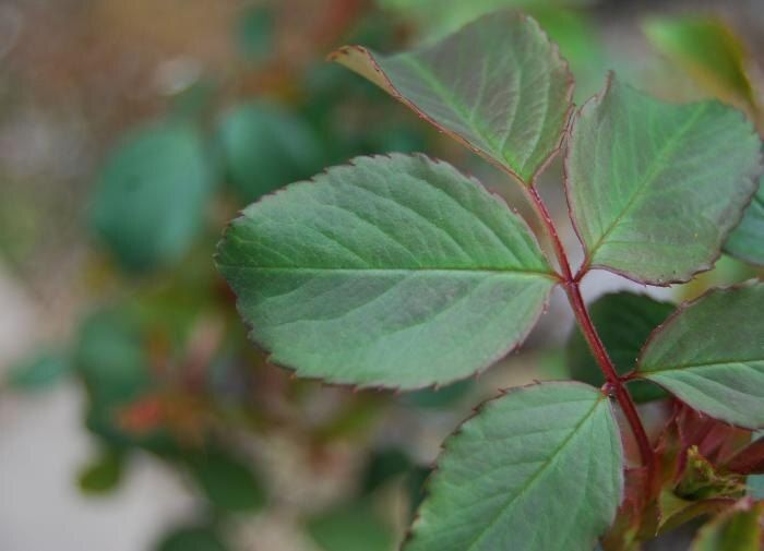 Как спасти ваши розы от черных пятен: простые советы по профилактике и лечению