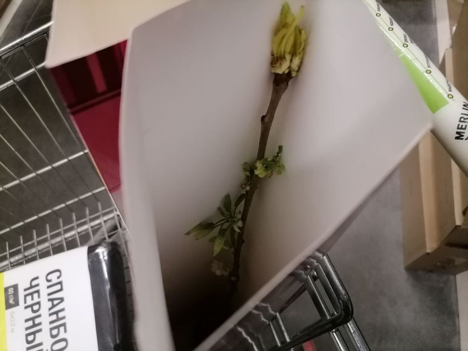 Как избежать гибели саженцев: советы для успешной посадки