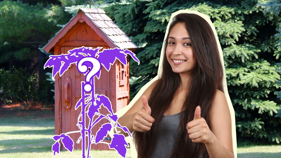 Туалет на даче будет благоухать: просто бросьте в яму это растение