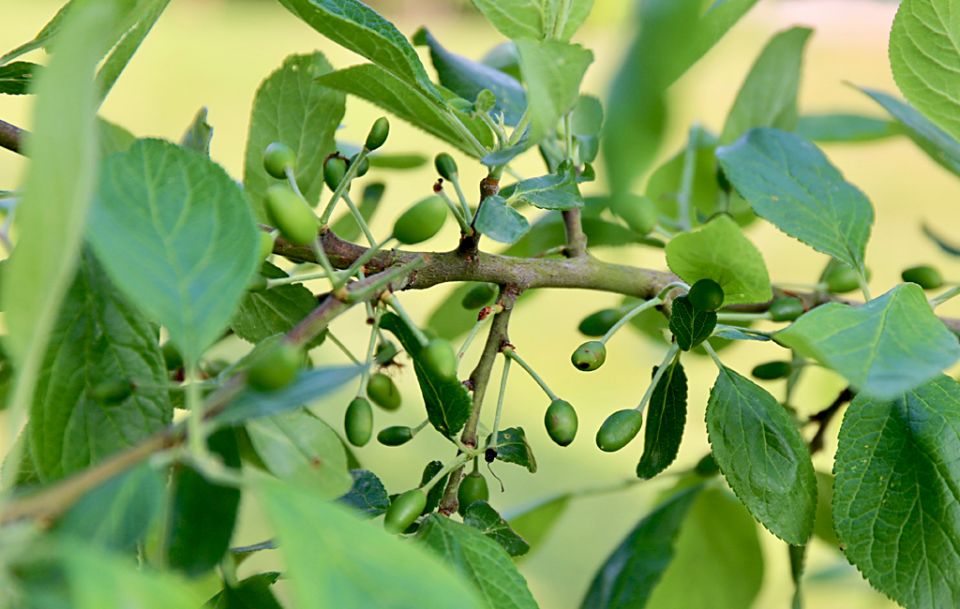 Неожиданное спасение: Русская слива устояла перед монилиозом