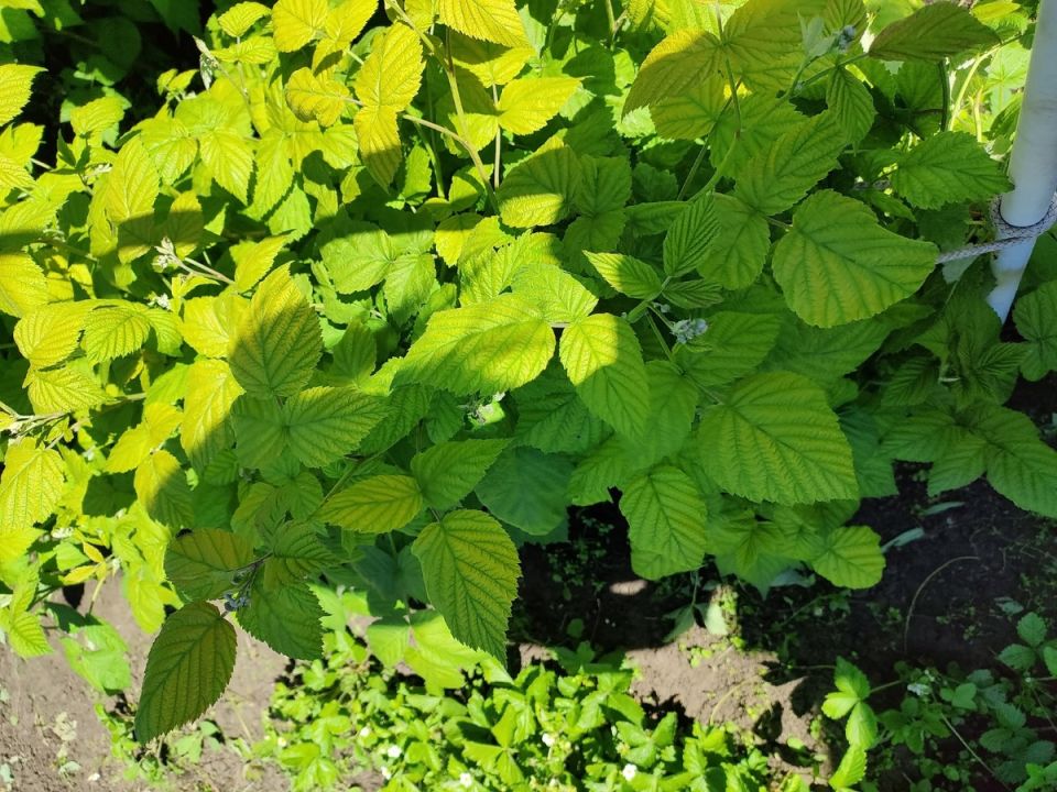 Недостаток азота: опилки в саду могут сыграть злую шутку с растениями