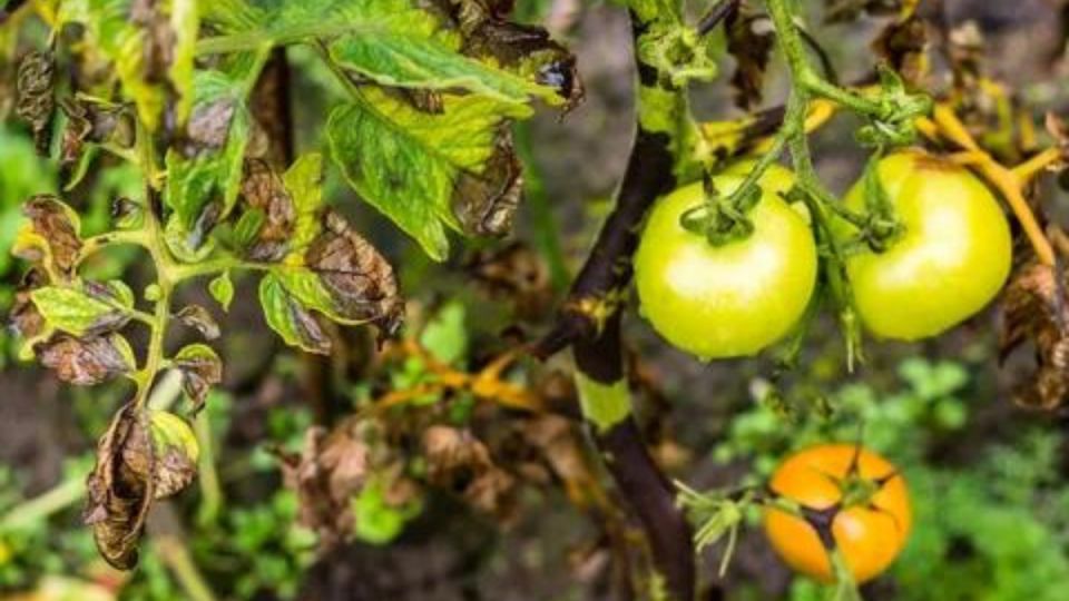 Эффективные народные рецепты для борьбы с фитофторой