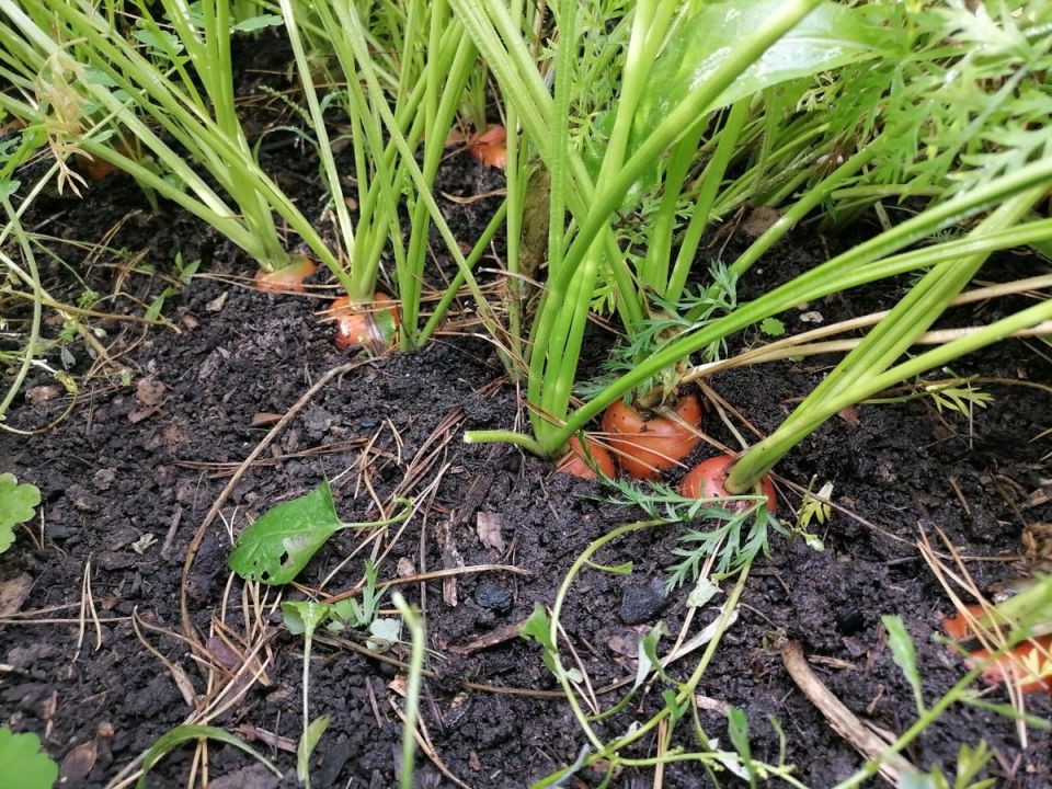 Как вырастить морковь к июню: секреты раннего посева и лучшие сорта