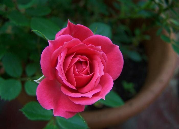 Искусство ухода за комнатными розами