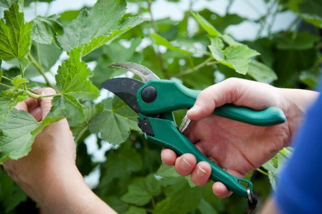 Уход за смородиной после сбора урожая