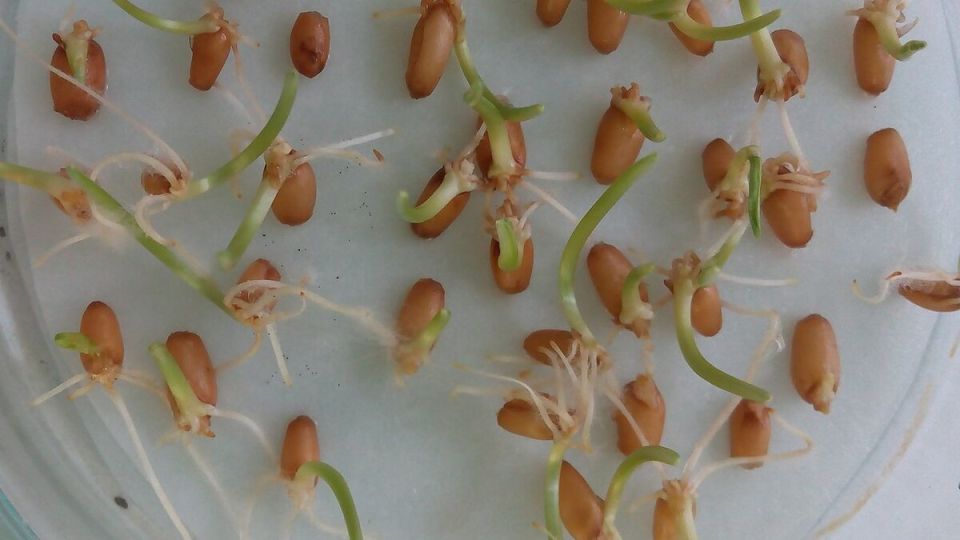 Выращиваем здоровье: как выбрать семена для домашнего огорода