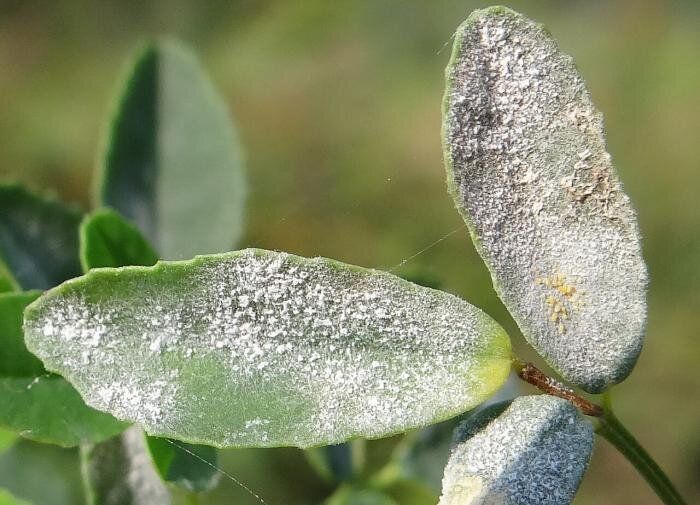 Эффективные способы борьбы с мучнистой росой