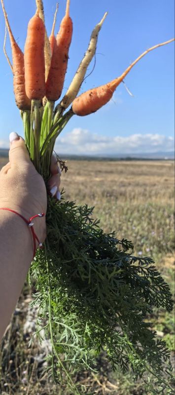 Морковь: от корней в Афганистане до здоровья на вашем столе