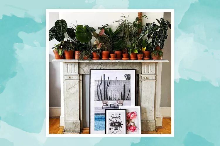 10 креативных способов украсить ваше пространство с помощью комнатных растений