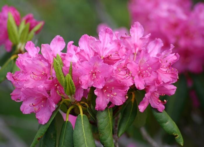 Как мульча из хвои помогает растению процветать: секреты успешного садоводства