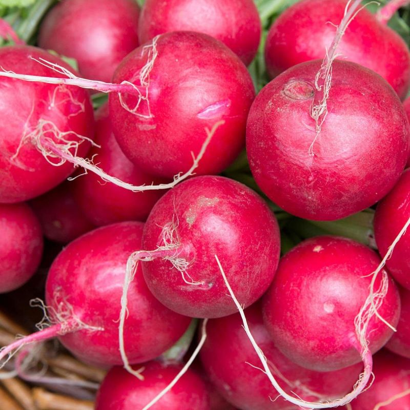 Как получить сладкий и крупный редис: секреты успешного урожая