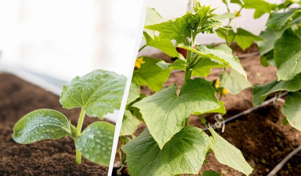 Секреты успешного выращивания огурцов в теплицах: когда и как сеять рассаду