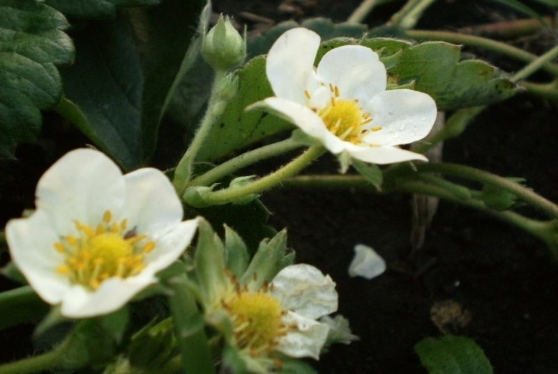 Как спасти клубнику от заморозков: неожиданные советы для дачников