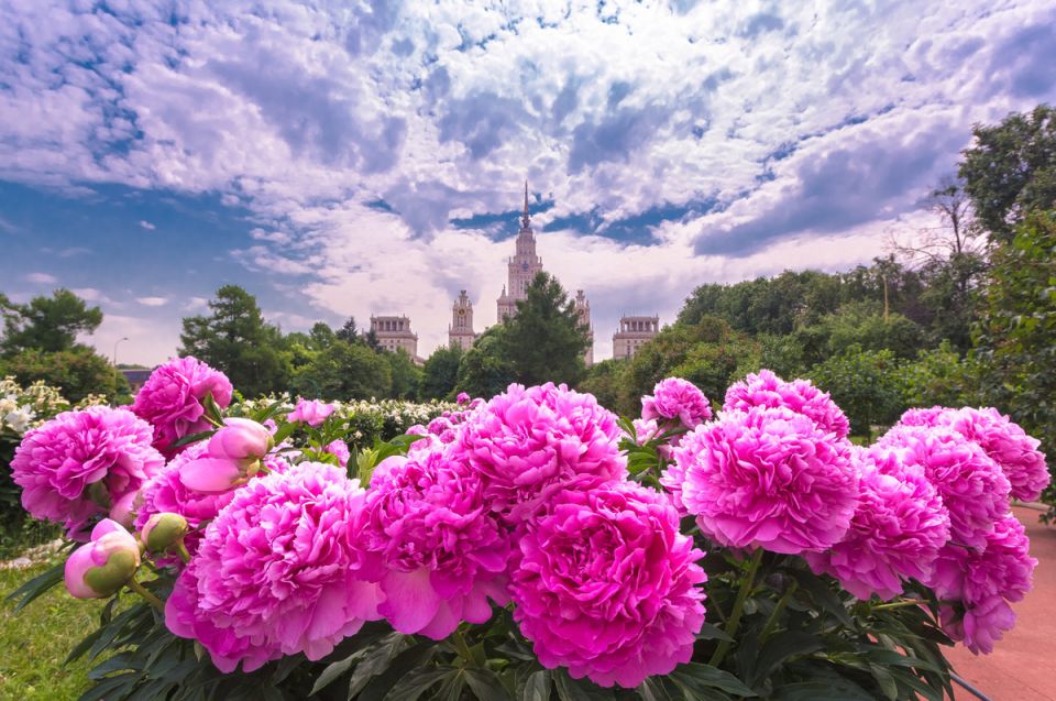 Август и пионы: как обеспечить уход за цветами и подготовиться к новому цветению