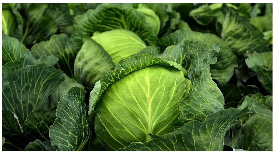 Подзимний посев капусты: секреты раннего урожая без лишних затрат