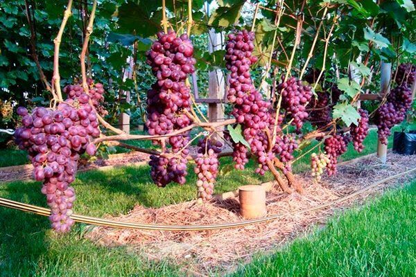 Память Учителя: сорта, которые завоевывают сердца садоводов