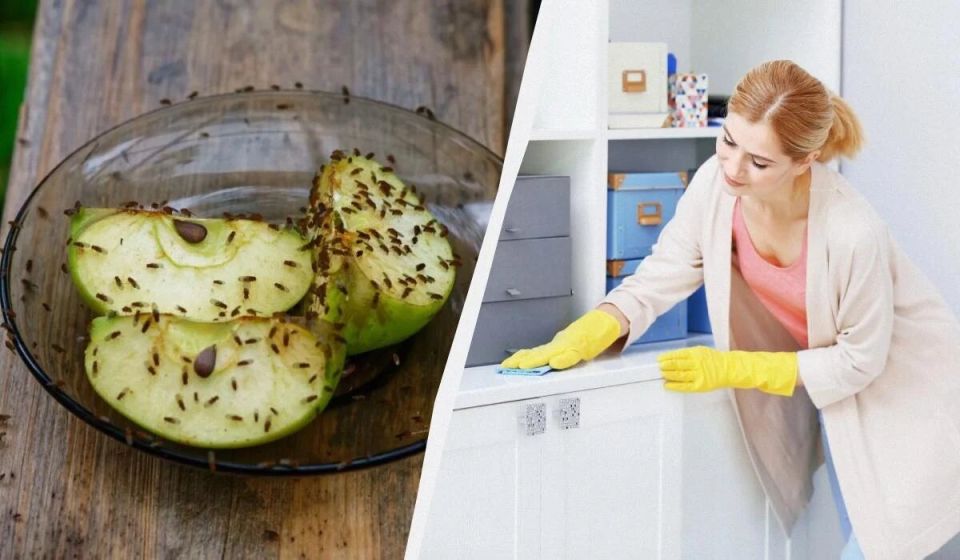 Как избавиться от мошек в квартире: простые и эффективные методы