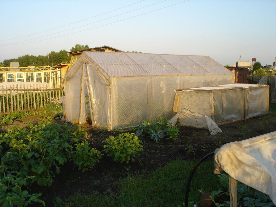 Как выращивание сладкого перца стало увлекательным хобби