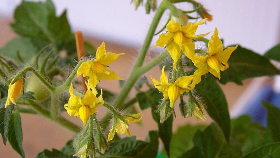 Когда и как подготовить семена томатов к посеву: советы для огородников