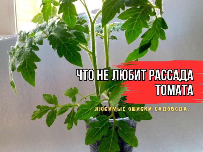 Топ-3 ошибок при уходе за рассадой помидоров, которые могут испортить урожай
