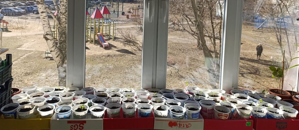 Секреты успешного выращивания рассады: как добиться роста на подоконнике