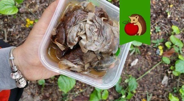 Как чайные пакетики могут преобразить ваш огород?