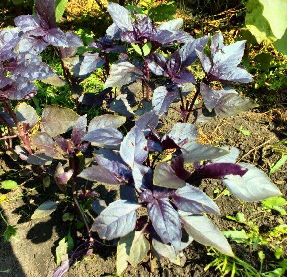 Выращивание базилика в Сибири: секреты успешного урожая