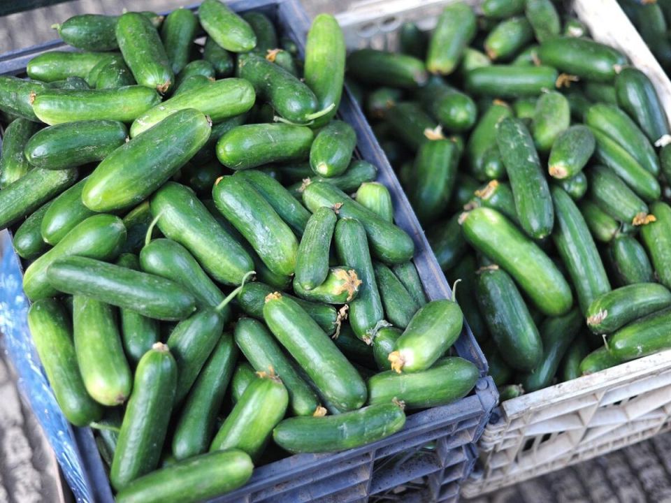 Увлекательный метод: как вырастить огурцы под спанбондом и опередить всех