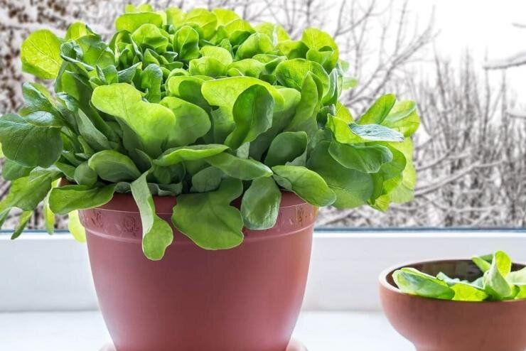 ��� ����� ��������� ������ ����� �� �����������: ������ � �������