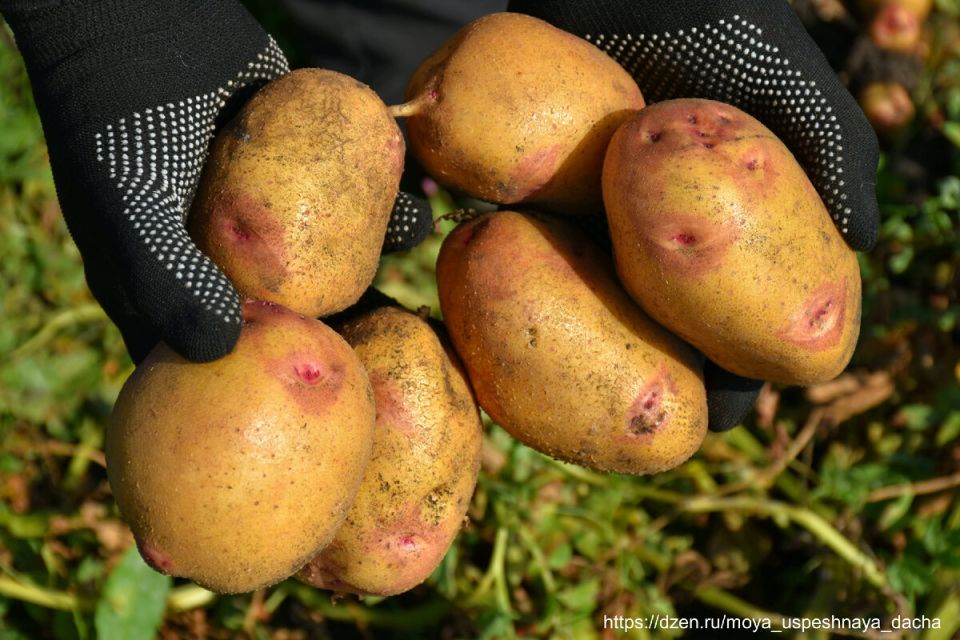 Тайны успешного выращивания картофеля: советы, основанные на школьных традициях