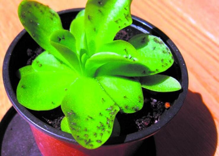 Как эффективно избавиться от мошек в комнатных цветах