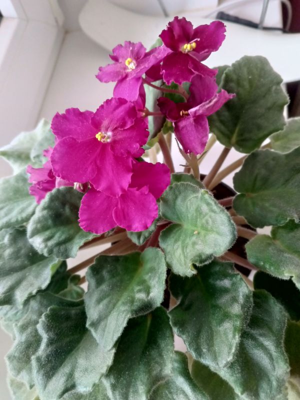 Неожиданный звонок из Белоруссии: как предстоящая поездка открывает новые горизонты семейных связей