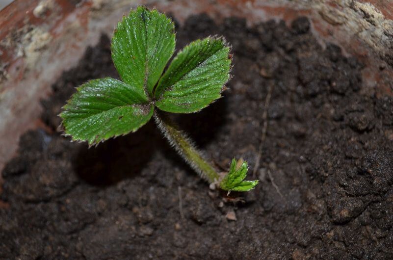 Как вырастить клубнику зимой в домашних условиях: секреты и советы