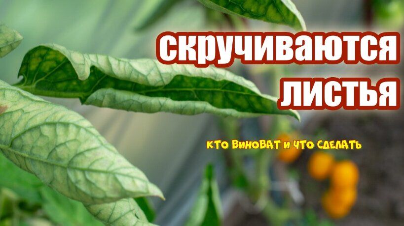 ���������� ������ � ������� � ������: ��� � ���� ����������?