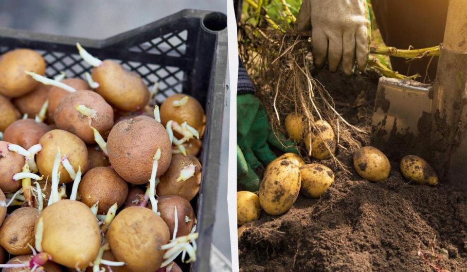 ��� ���������� � �������� ��������: ������� ���������� ������