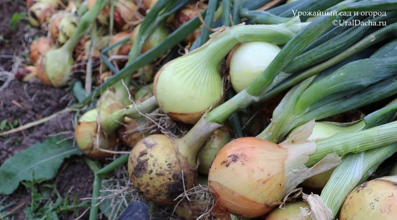 ��� ������������ ����� ����� ���� � �������: ������������ ������ ��� ���������