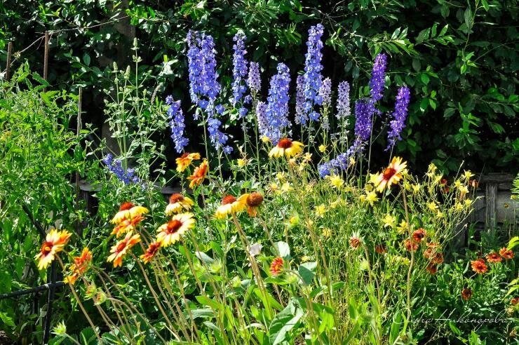 Как начать садоводство в январе: идеальные многолетние цветы для рассадки