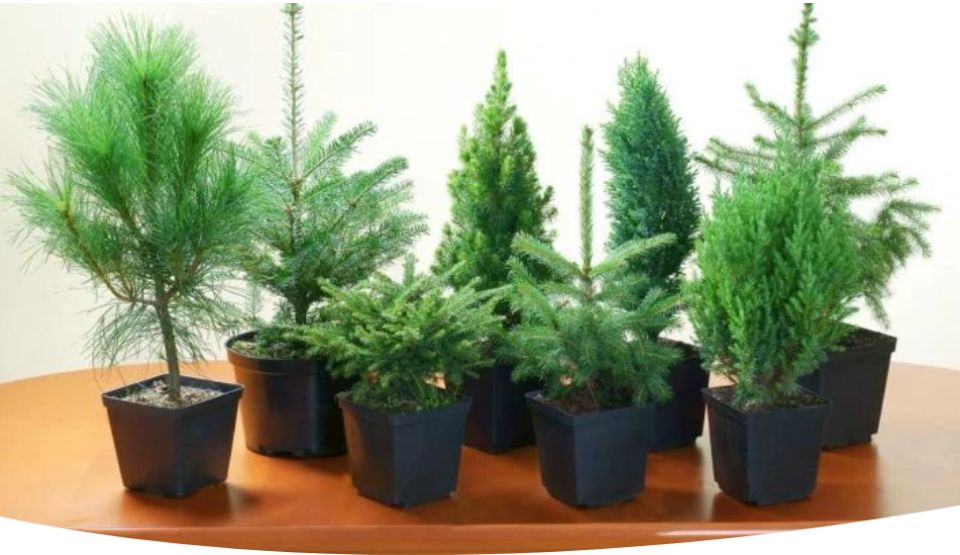 Хвойные растения для уютного домашнего уголка: секреты ухода и выращивания