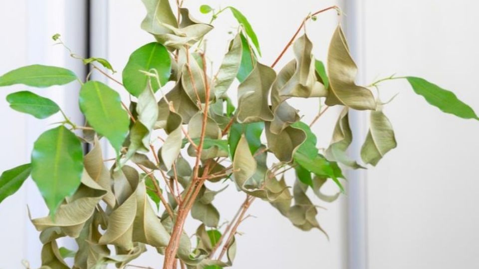 ������ ��������� ������: ������ �������� ����� � �������� ����� ����