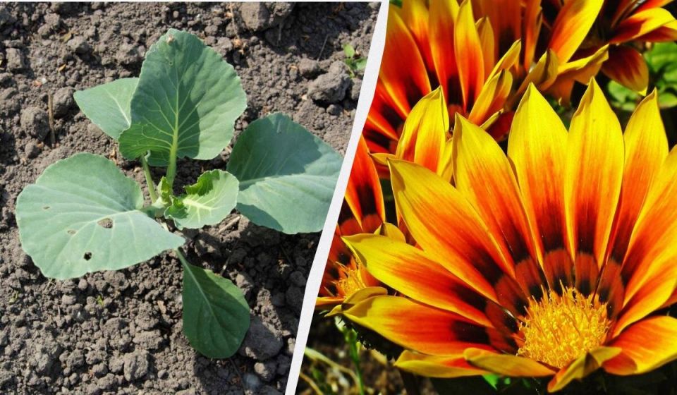 ��� ������� ��������� ������: 8 ��������������� �������� ��� ����